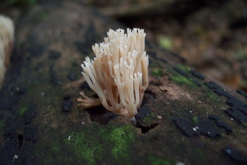 Artomyces pyxidatus (Pers.) Jlich 1982